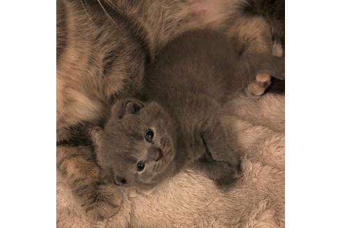 成約済の大阪府のスコティッシュフォールド-6024の2枚目